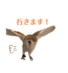 フクロウ大好き（個別スタンプ：2）