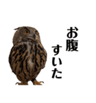 フクロウ大好き（個別スタンプ：3）