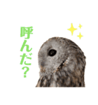 フクロウ大好き（個別スタンプ：4）