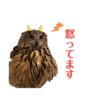 フクロウ大好き（個別スタンプ：5）