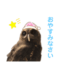 フクロウ大好き（個別スタンプ：6）