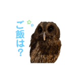 フクロウ大好き（個別スタンプ：7）