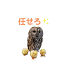 フクロウ大好き（個別スタンプ：8）