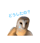 フクロウ大好き（個別スタンプ：9）