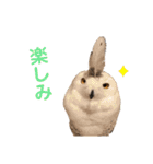 フクロウ大好き（個別スタンプ：10）