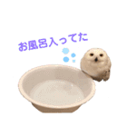 フクロウ大好き（個別スタンプ：11）