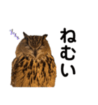 フクロウ大好き（個別スタンプ：13）