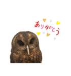 フクロウ大好き（個別スタンプ：16）