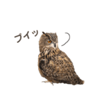フクロウ大好き（個別スタンプ：17）