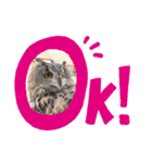 フクロウ大好き（個別スタンプ：18）