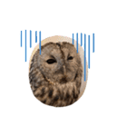 フクロウ大好き（個別スタンプ：21）