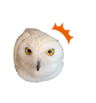 フクロウ大好き（個別スタンプ：22）