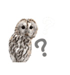 フクロウ大好き（個別スタンプ：24）