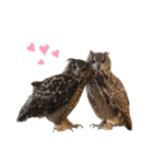 フクロウ大好き（個別スタンプ：25）