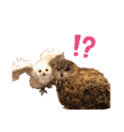 フクロウ大好き（個別スタンプ：26）