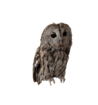 フクロウ大好き（個別スタンプ：27）