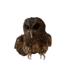 フクロウ大好き（個別スタンプ：28）
