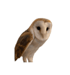 フクロウ大好き（個別スタンプ：30）