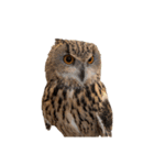 フクロウ大好き（個別スタンプ：31）