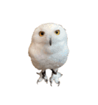 フクロウ大好き（個別スタンプ：32）