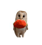 フクロウ大好き（個別スタンプ：33）