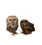 フクロウ大好き（個別スタンプ：35）