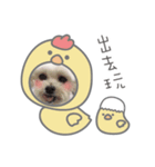 ハマイ二人形（個別スタンプ：1）