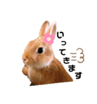 うさぎのわたちゃん。（個別スタンプ：2）