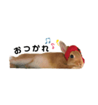 うさぎのわたちゃん。（個別スタンプ：3）