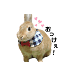 うさぎのわたちゃん。（個別スタンプ：9）