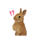 うさぎのわたちゃん。（個別スタンプ：14）