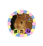 うさぎのわたちゃん。（個別スタンプ：16）
