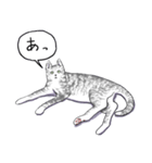 いいネコキャット4（日本語版）（個別スタンプ：3）