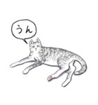 いいネコキャット4（日本語版）（個別スタンプ：4）