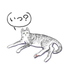 いいネコキャット4（日本語版）（個別スタンプ：6）