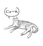 いいネコキャット4（日本語版）（個別スタンプ：7）