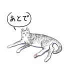 いいネコキャット4（日本語版）（個別スタンプ：8）