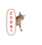 ニャンズ5（個別スタンプ：1）