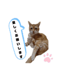 ニャンズ5（個別スタンプ：4）