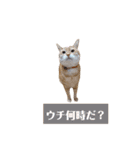 ニャンズ5（個別スタンプ：7）