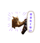 ニャンズ5（個別スタンプ：9）