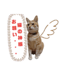 ニャンズ5（個別スタンプ：12）
