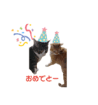 ニャンズ5（個別スタンプ：15）