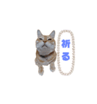 ニャンズ5（個別スタンプ：19）