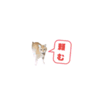 ニャンズ5（個別スタンプ：24）