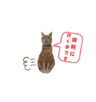 ニャンズ5（個別スタンプ：28）