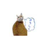 ニャンズ5（個別スタンプ：31）