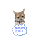 ニャンズ5（個別スタンプ：34）