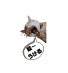 ニャンズ5（個別スタンプ：37）