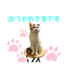 ねこきちさん（個別スタンプ：1）